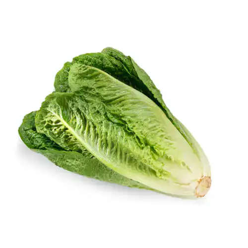 Lettuce Romaine 300g to 400g Jordan